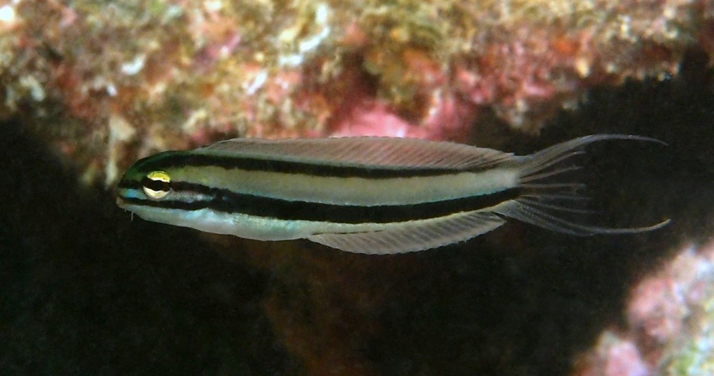 Meiacanthus ditrema Doublepore fangblenny New Caledonia