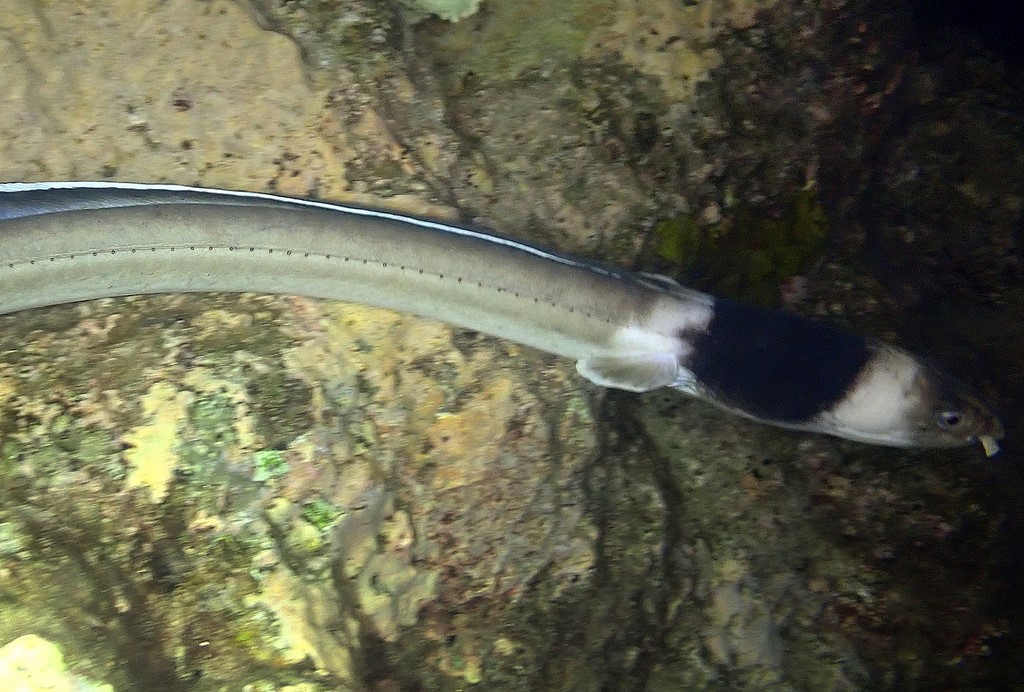 Ophichthus cephalozona Anguille-serpent Tête Noire Nouvelle-Calédonie Touho