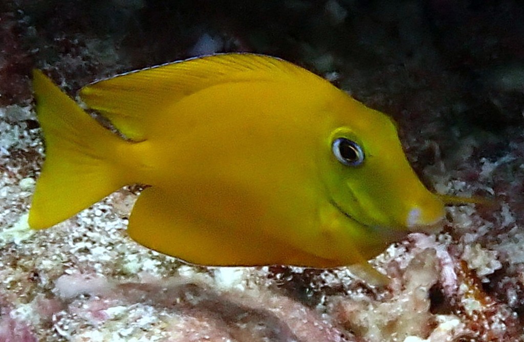 Ctenochaetus cyanocheilus Indo-Pacific yellow tang juvenile New Caledonia Pines Island