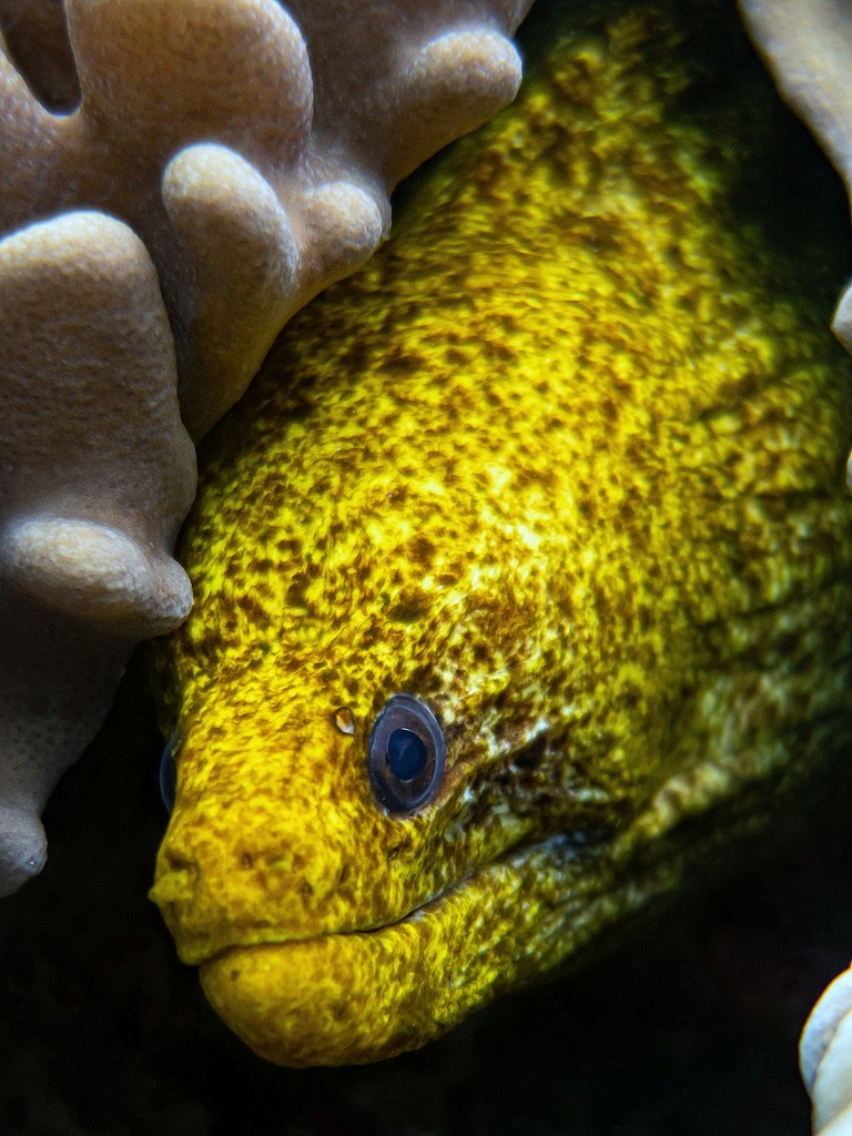 Gymnothorax porphyreus Lowfin moray New Caledonia