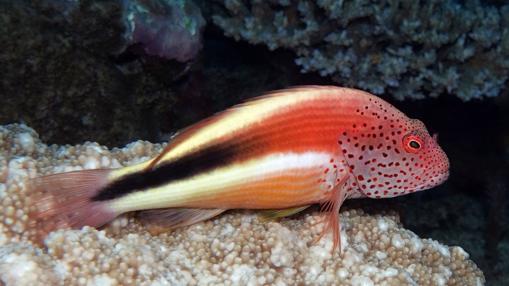 Paracirrhites forsteri Freckled hawkfish New Caledonia