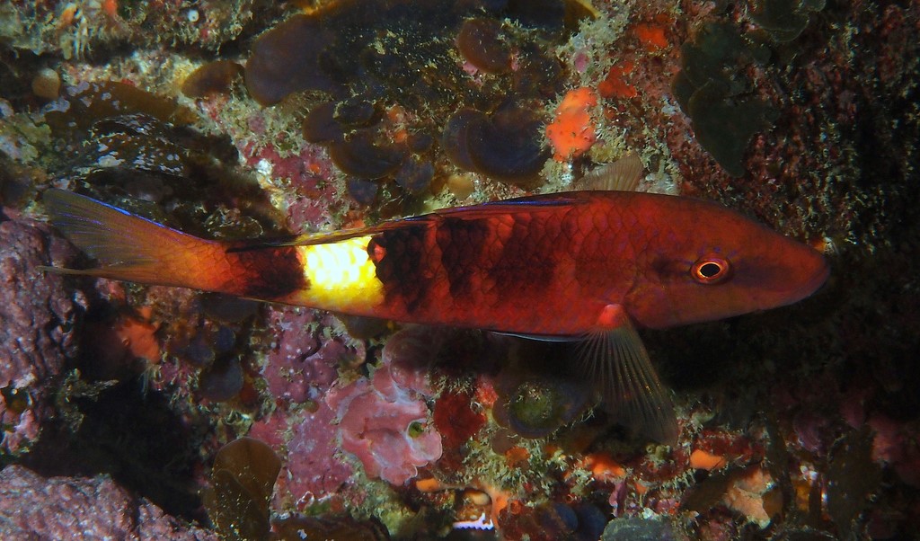 Parupeneus multifasciatus Multibarred goatfish New Caledonia basal half of second dorsal fin of adults dusky anteriorly