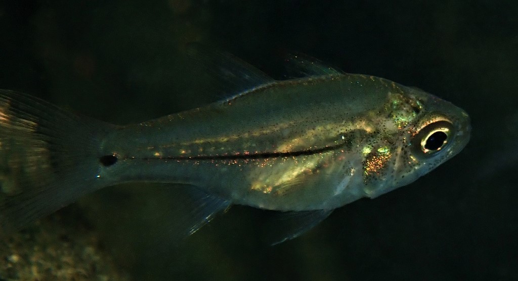 Fibramia lateralis Pinstripe cardinalfish New Caledonia