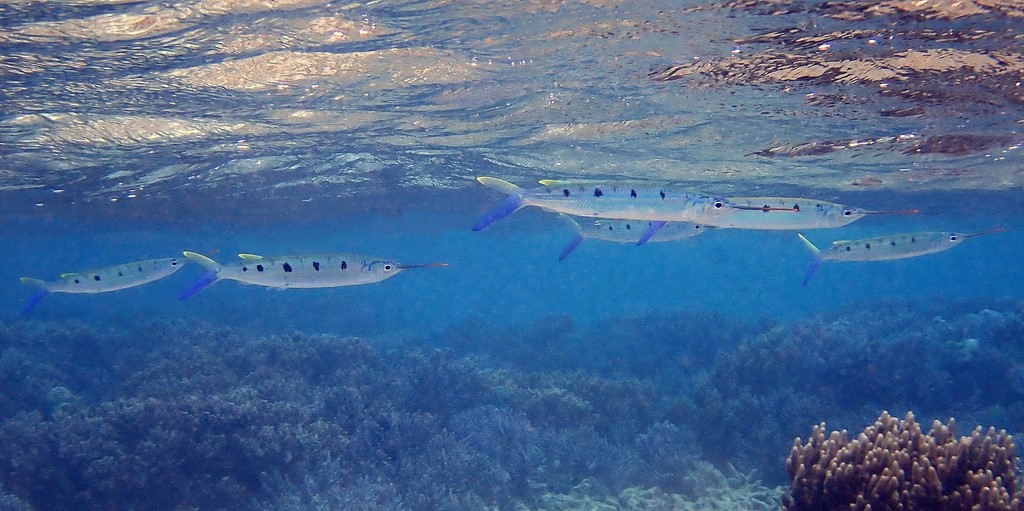 Hemiramphus far Black-barred halfbeak New Caledonia Beloniformes fish