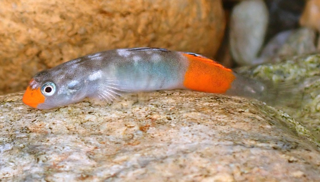 Lentipes kaaea male au couleur rouge poisson amphidrome Nouvelle-Calédonie