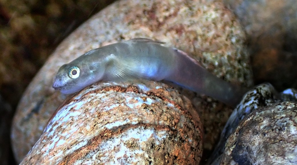 Lentipes kaaea femelle photographie eau douce Nouvelle-Calédonie