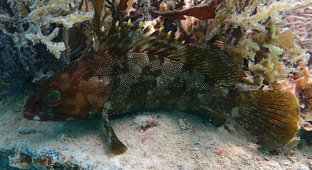 Epinephelus rivulatus Mérou demi-lune Nouvelle-Calédonie poisson baie des citrons Nouméa