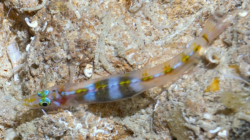 Rotuma lewisi Lewis’s wriggler New Caledonia