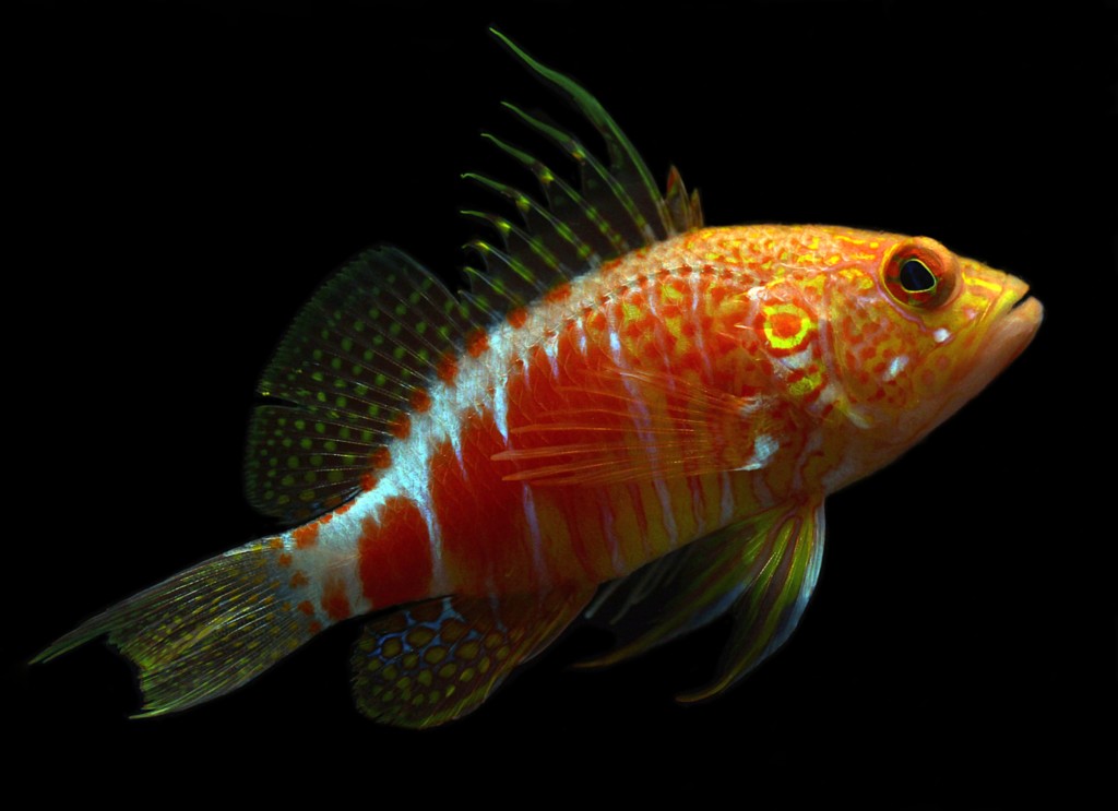 Plectranthias pelicieri Anthias de Pelicier Nouvelle-Calédonie