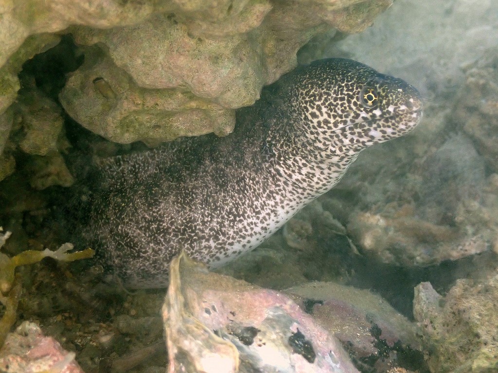 Gymnothorax pictus Murène poivrée Nouvelle-Calédonie Touho récif