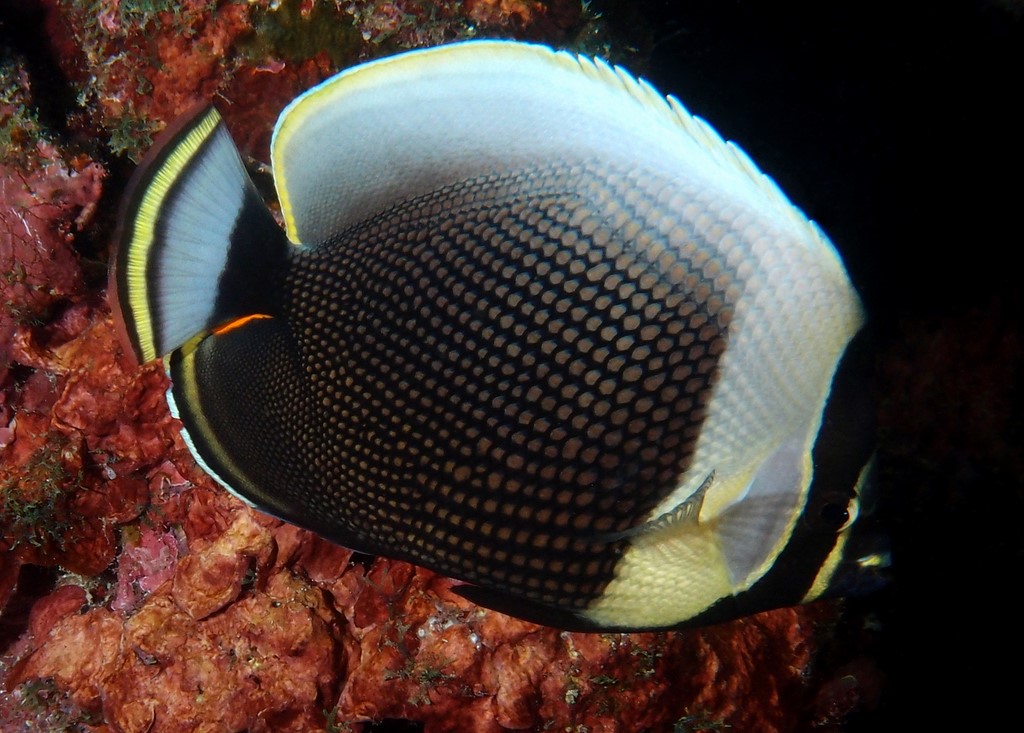 Chaetodon reticulatus Mailed butterflyfish Reticulated butterflyfish New Caledonia fish lagoon reef aquarium