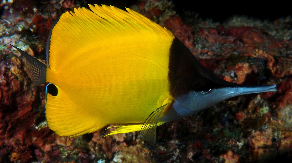 Forcipiger flavissimus Longnose butterfly fish New Caledonia scuba diving