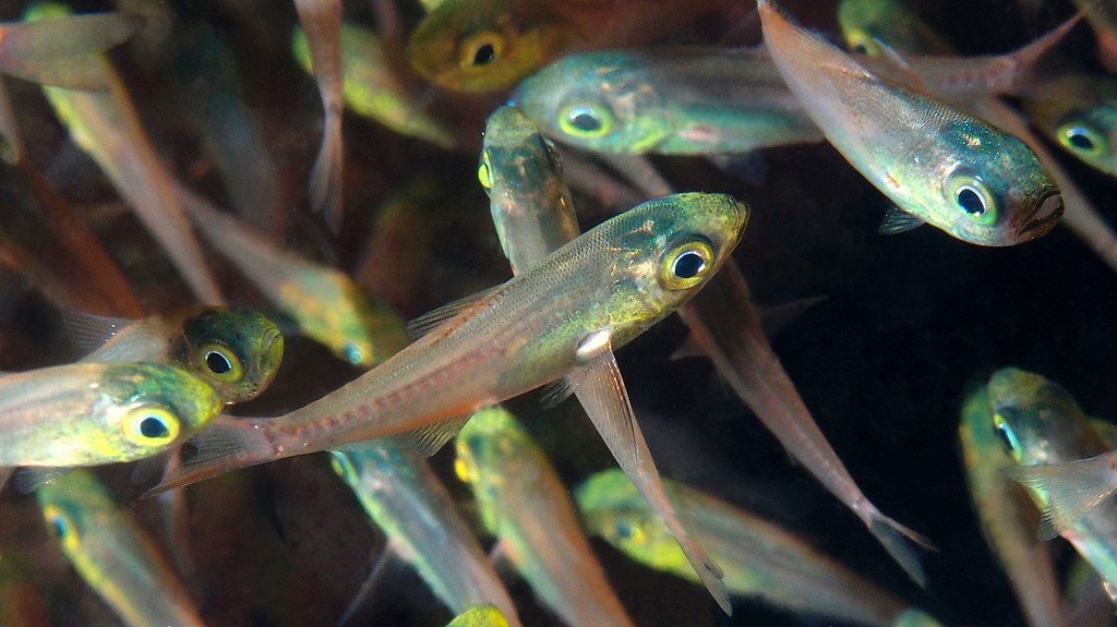 Parapriacanthus ransonneti Poisson-harpe doré Nouvelle-Calédonie poisson passe Dumbéa