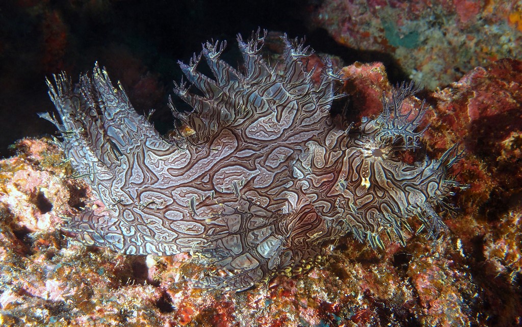 Rhinopias aphanes Lacy scorpionfish New Caledonia fish collection