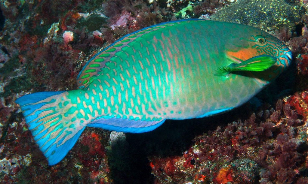 Scarus rivulatus Perroquet à museau rayé Nouvelle-Calédonie male adulte