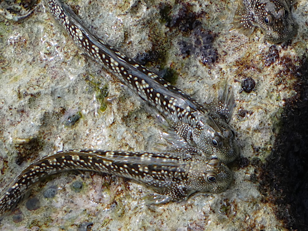 Andamia amphibius Amphibian lipsucker New Caledonia Loyalty island Maré Tadine