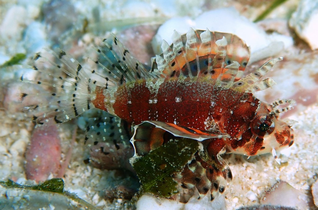 Neochirus brachyptera Dendrochirus brachypterus Pesce leone a pinne corte