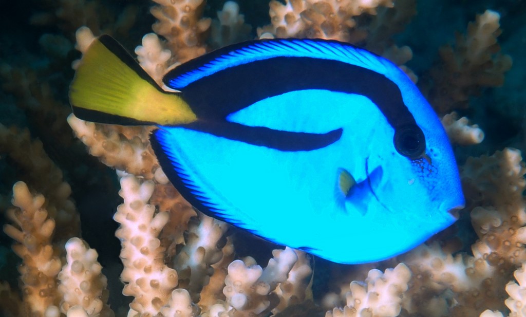 Paracanthurus hepatus poisson chirurgien Doris Nemo Nouvelle-Calédonie aquarium Nouméa