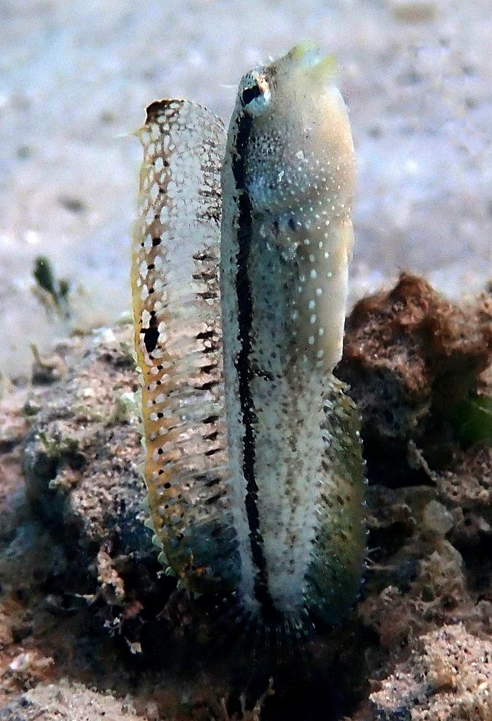 Petroscirtes xestus Xestus sabretooth blenny New Caledonia