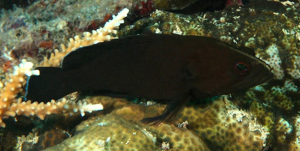 Cephalopholis boenak Yamihata ヤミハタ ニューカレドニア