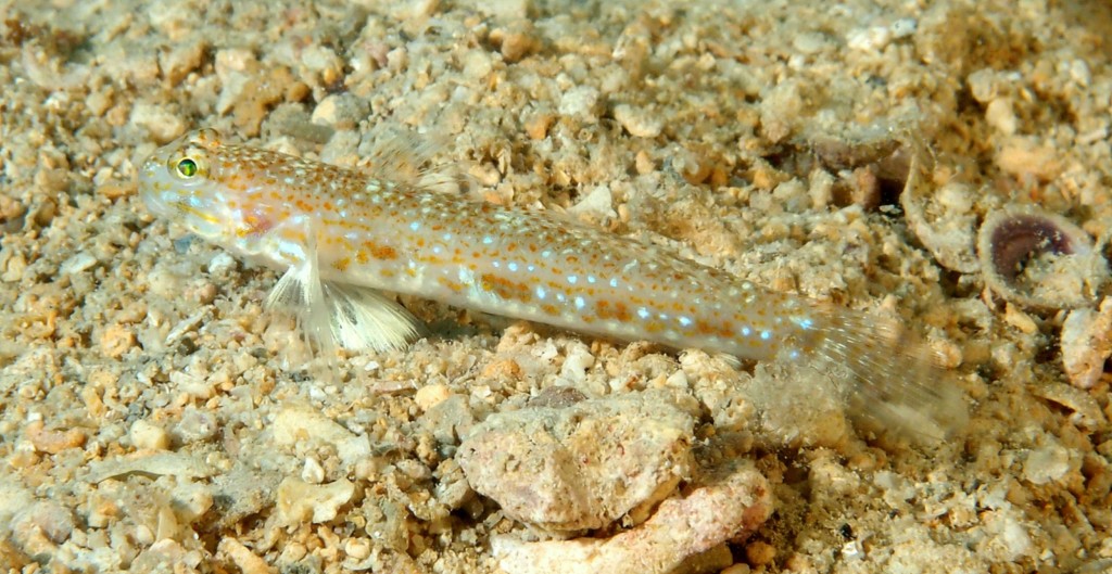 Istigobius rigilius 線斑銜鰕虎 新喀里多尼亞