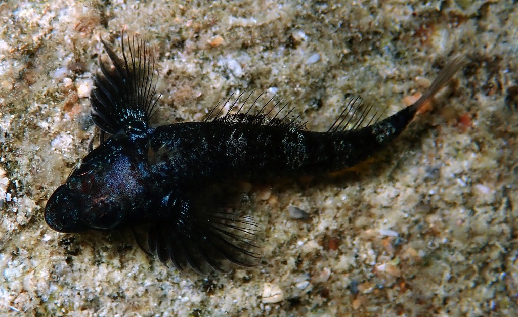 Enneapterygius niger New Caledonia Black triplefin anal fin bright yellowish orange