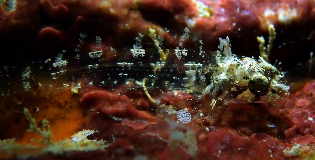 Enneapterygius tutuilae Rosy-cheek threefin New Caledonia Two color forms