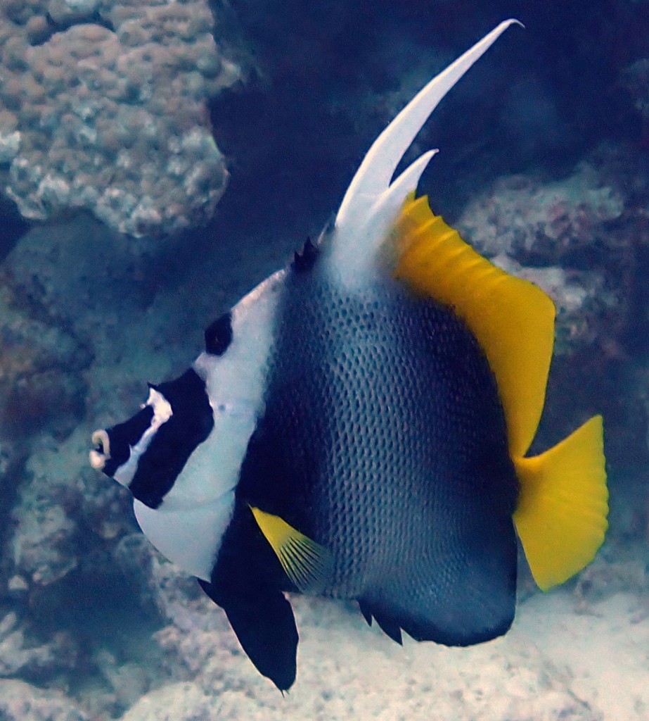 Heniochus singularius Poisson-cocher malais Nouvelle-Calédonie poisson noir et jaune