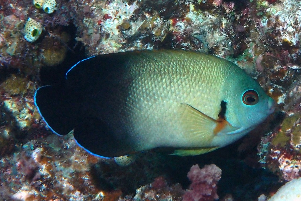 Centropyge vrolikii Pearlscale angelfish New Caledonia scuba diving