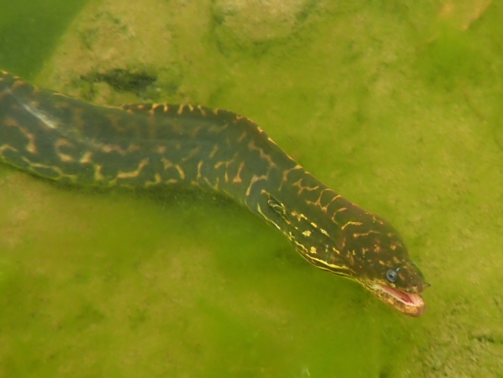 Gymnothorax polyuranodon Murène d'eau douce Nouvelle-Calédonie Touho