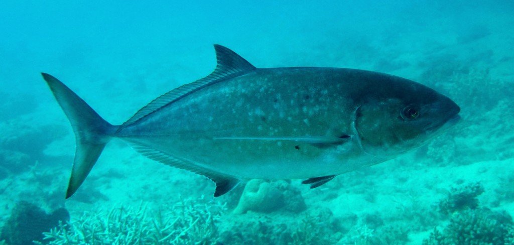 Turrum gymnostethus Carangoides Andaman-aji アンダマンアジ ニューカレドニア