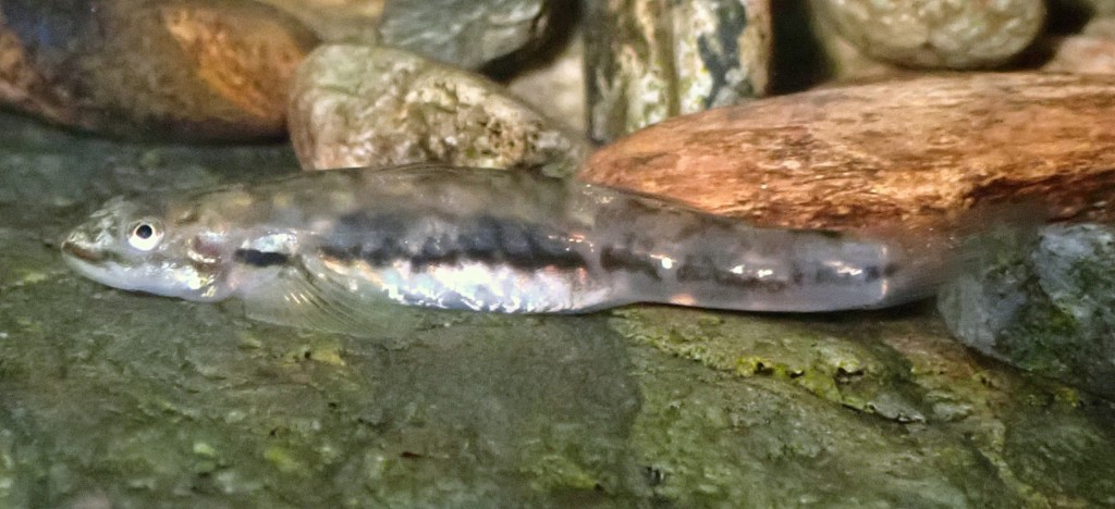 Lentipes kaaea Nez rouge calédonien Femelle Touho plongée