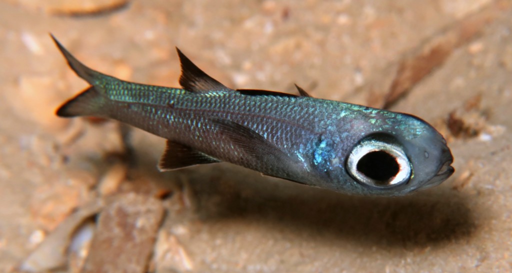 Epigonus cavaticus Poisson grotte Nouvelle-Calédonie