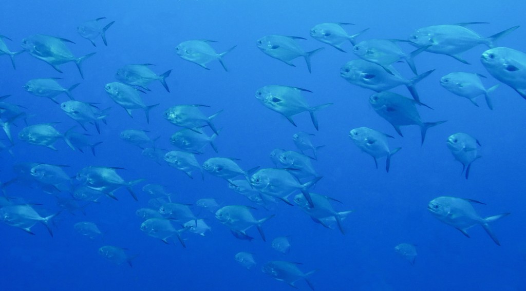 Trachinotus blochii Carangue à plumes Nouvelle-Calédonie poisson récif