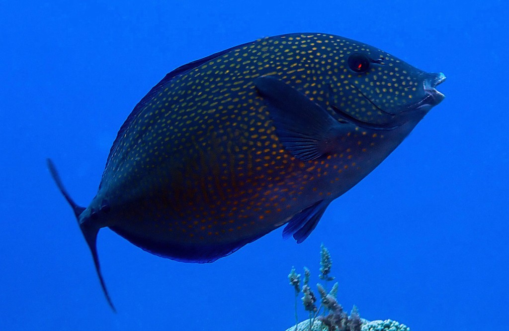 Prionurus maculatus Spotted sawtail surgeonfish New Caledonia