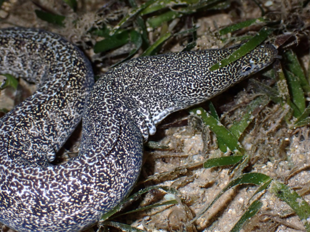 Gymnothorax pictus Morena pecas pintura