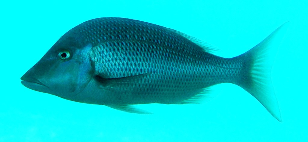 Lethrinus nebulosus Blue emperor New Caledonia