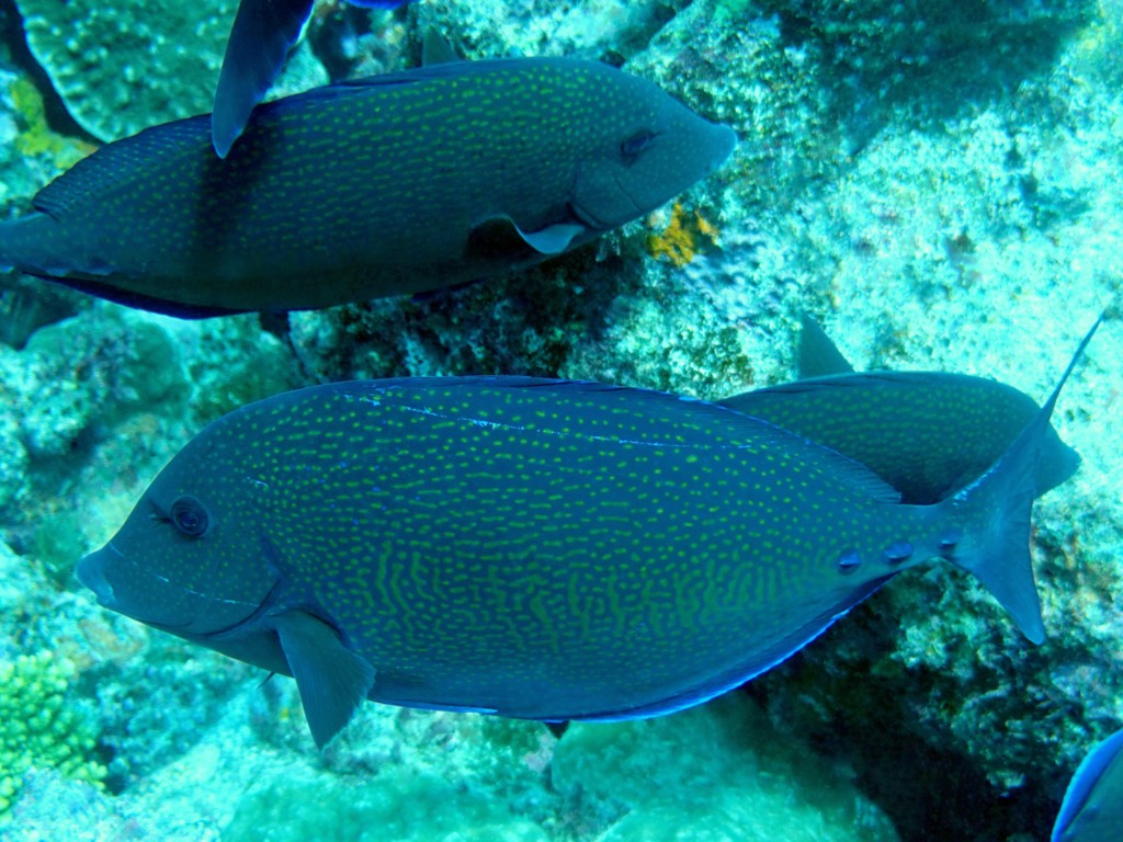 Prionurus maculatus Pez cirujano de cola vista moteado amarillo