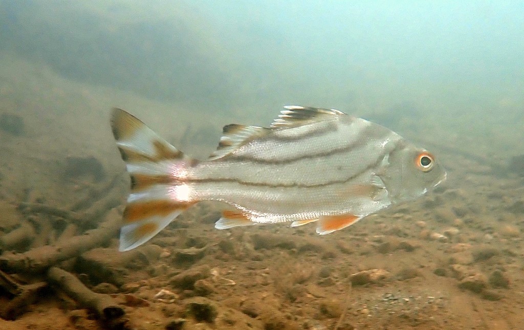 Terapon jarbua Crescent-banded tiger-fish New Caledonia
