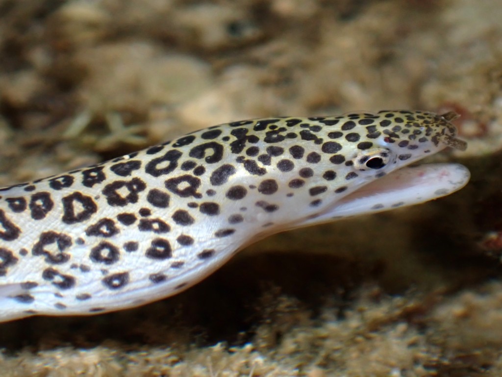 Gymnothorax pictus Morena pecas pintura