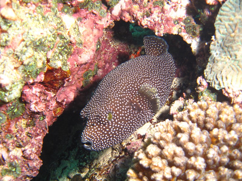 Arothron Meleagris white spotted pufferfish Daymanyiat islands Oman