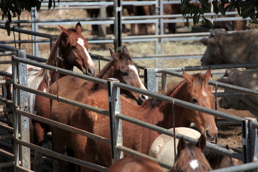 Cheval chevaux rodéo foire agricole de bourail 2012 rodeo horse new caledonia