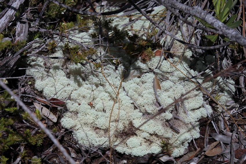 Cladina retipora blanc cladonia pycnocloda jaunâtre lichens cuirasse ferrugineuse nouvelle-calédonie Cladina retipora lichens and tree stump Prony trails New Caledonia flowers and leaves |