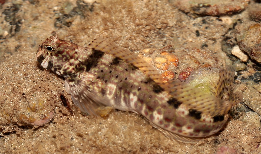 Entomacrodus caudofasciatus regan Poisson récif frangeant Nouvelle-Calédonie