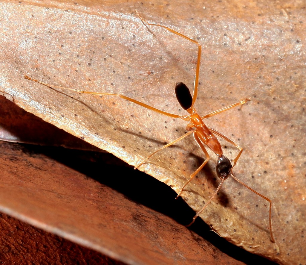 Leptomyrmex pallens nigriceps New Caledonia ants endemic body pale orange