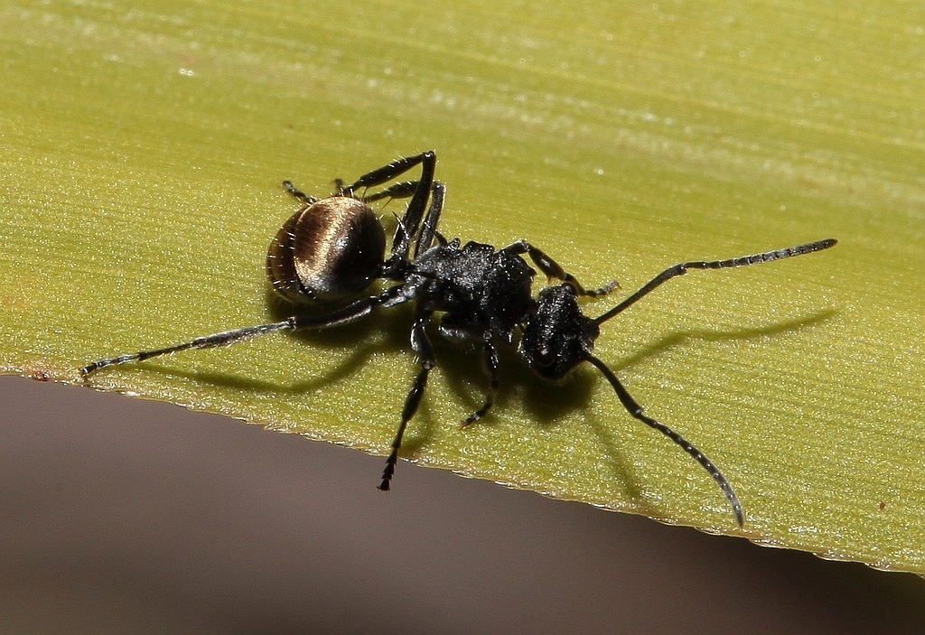 Polyrhachis guerini New Caledonia Formicidae ant black gold