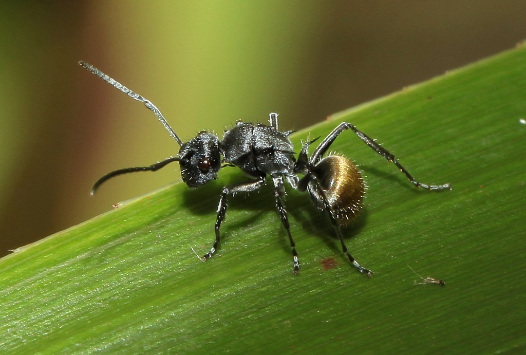 Formicidae Polyrhachis guerini Nouvelle-Calédonie fourmi dos doré