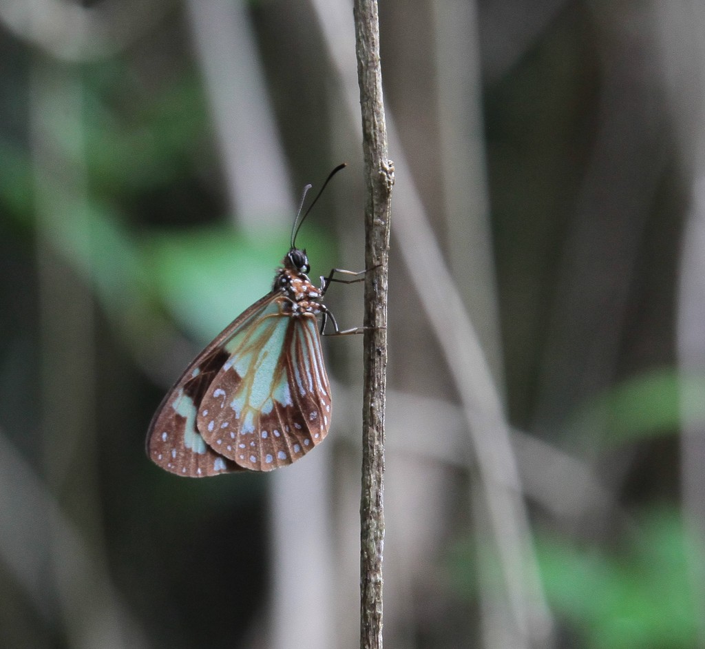 Ailes de papillon Nouvelle-Calédonie faune endémique