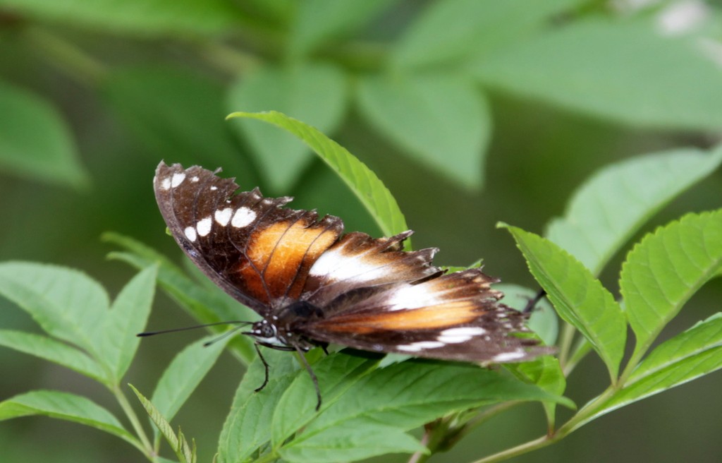 Lépidoptères Lepidoptera papillon Nouvelle-calédonie insecte endémique faune terrestre