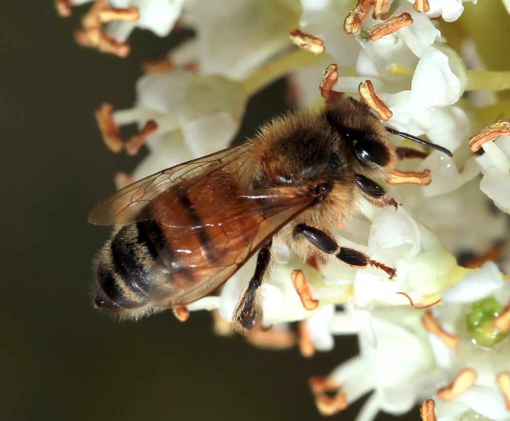abeille en plein vol Nouvelle-Calédonie fleur miel New Caledonia honey bee in flight